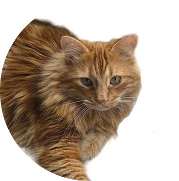 Кот