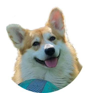 Корги